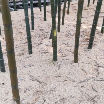 太湖源雷笋