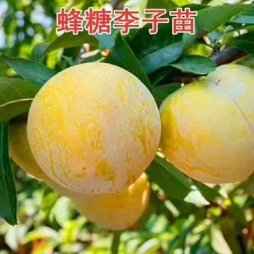 李子树苗