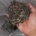 云南普洱毛料