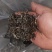 云南普洱毛料
