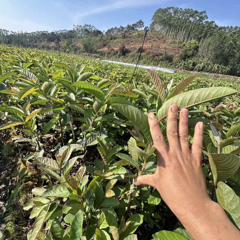 广西灵山县武利镇珍珠白番石榴杯苗正品果苗大量现苗
