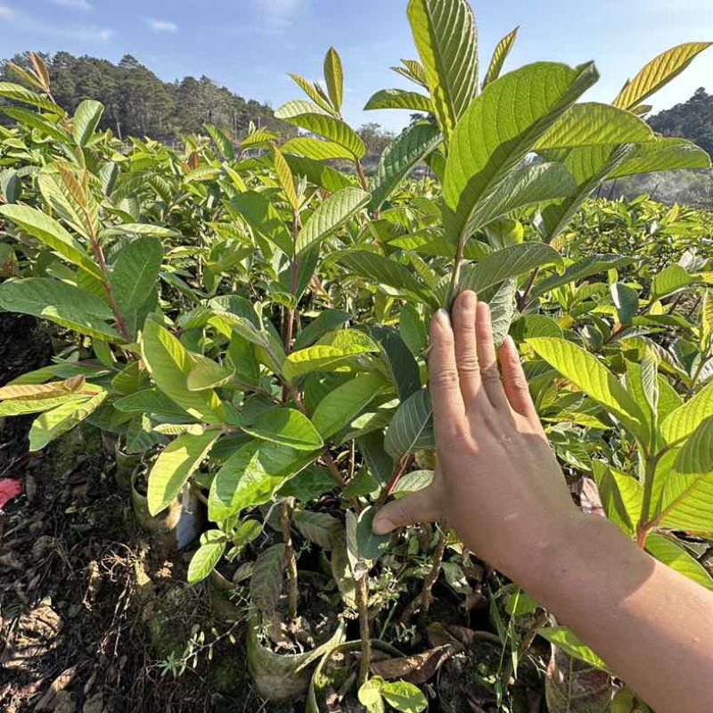广西灵山县武利镇珍珠白番石榴杯苗正品果苗大量现苗