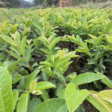 广西灵山县武利镇珍珠白番石榴杯苗正品果苗大量现苗
