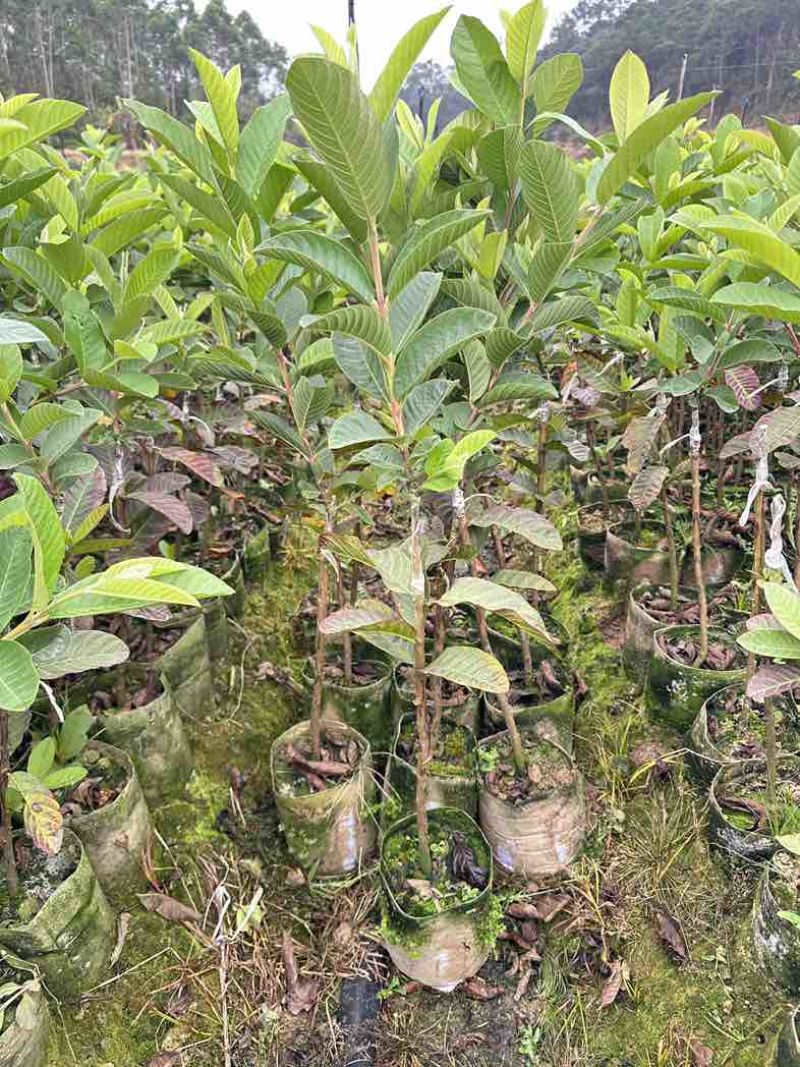 广西灵山县武利镇珍珠白番石榴杯苗正品果苗大量现苗