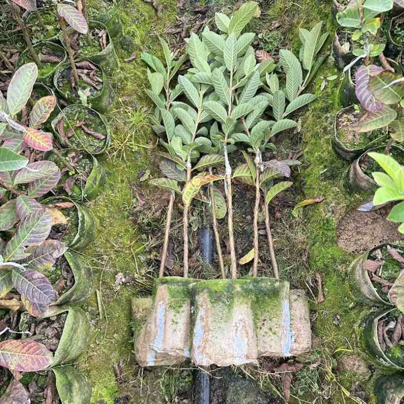 广西灵山县武利镇珍珠白番石榴杯苗正品果苗大量现苗