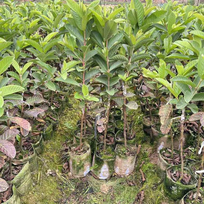 广西灵山县武利镇珍珠白番石榴杯苗正品果苗大量现苗
