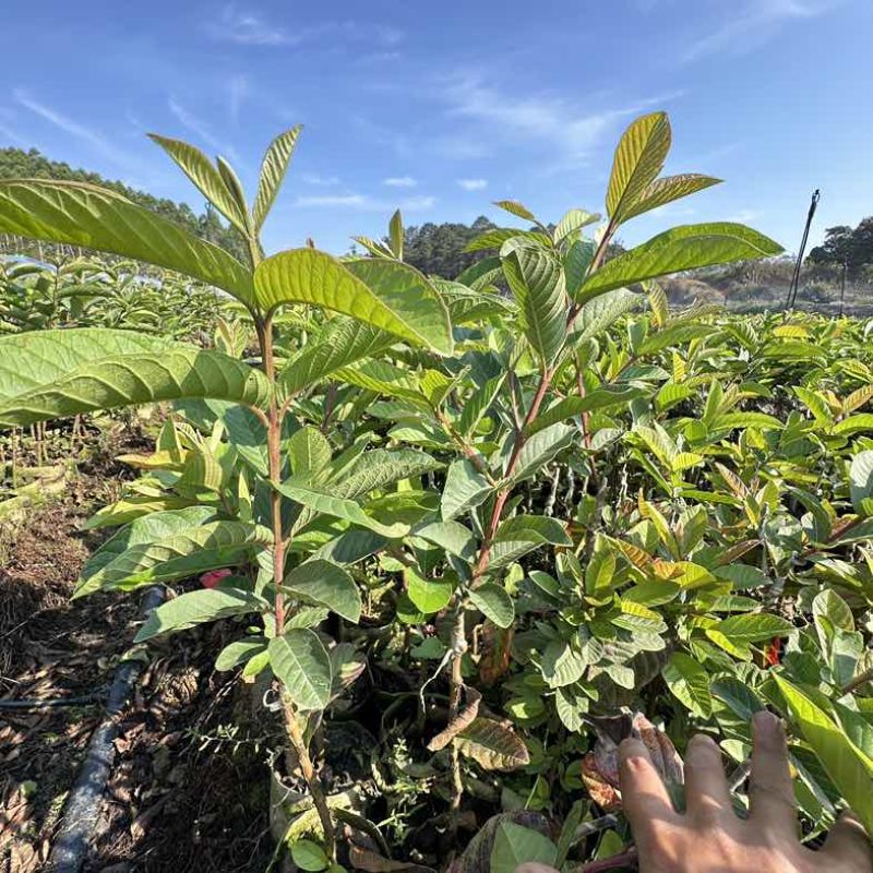 广西灵山县武利镇珍珠白番石榴杯苗正品果苗大量现苗