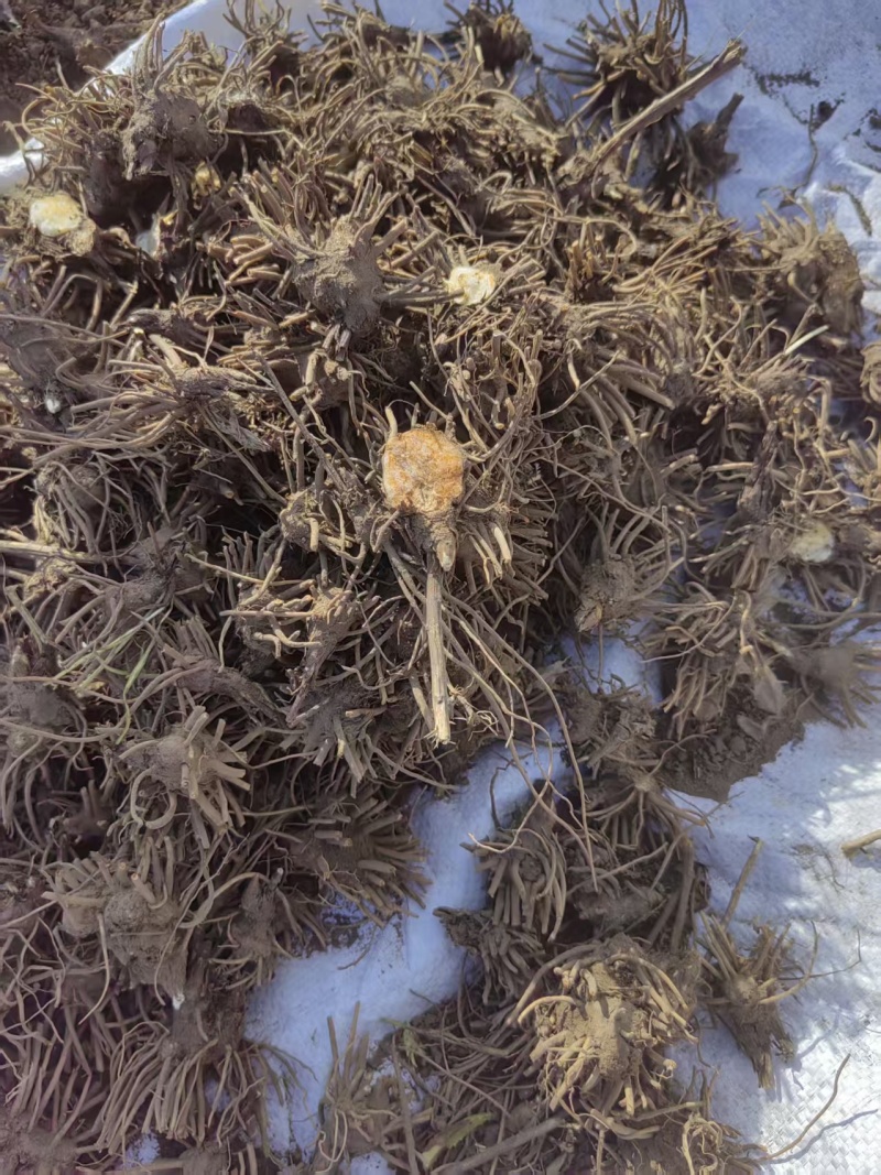 北苍术三年苗450000O株