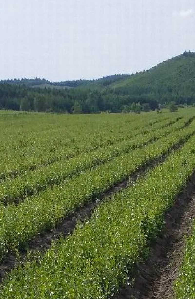 北苍术三年苗450000O株