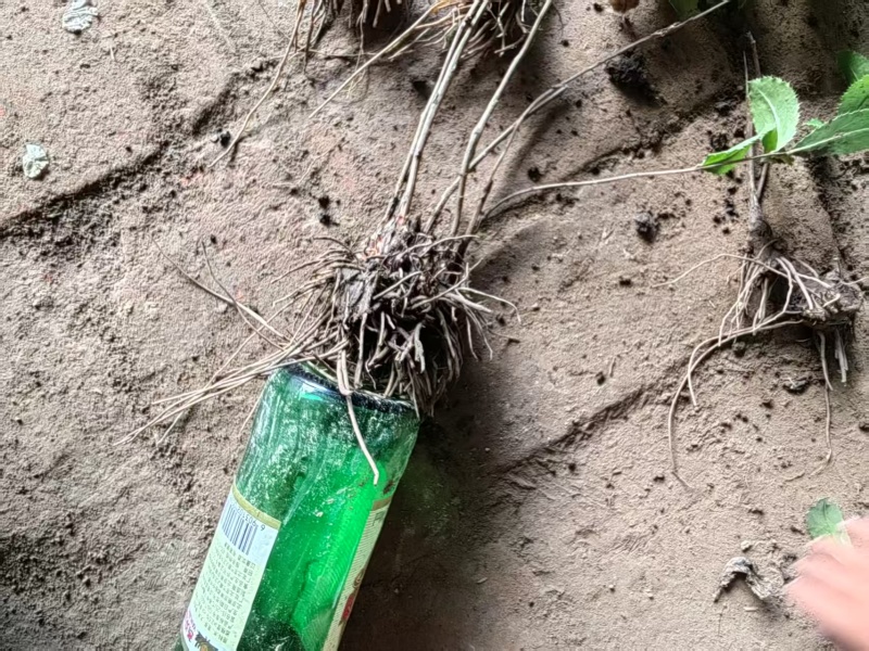 北苍术三年苗450000O株