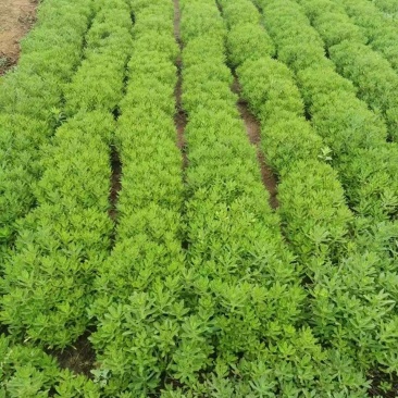 陕西景天三七根茎，种苗，杆页