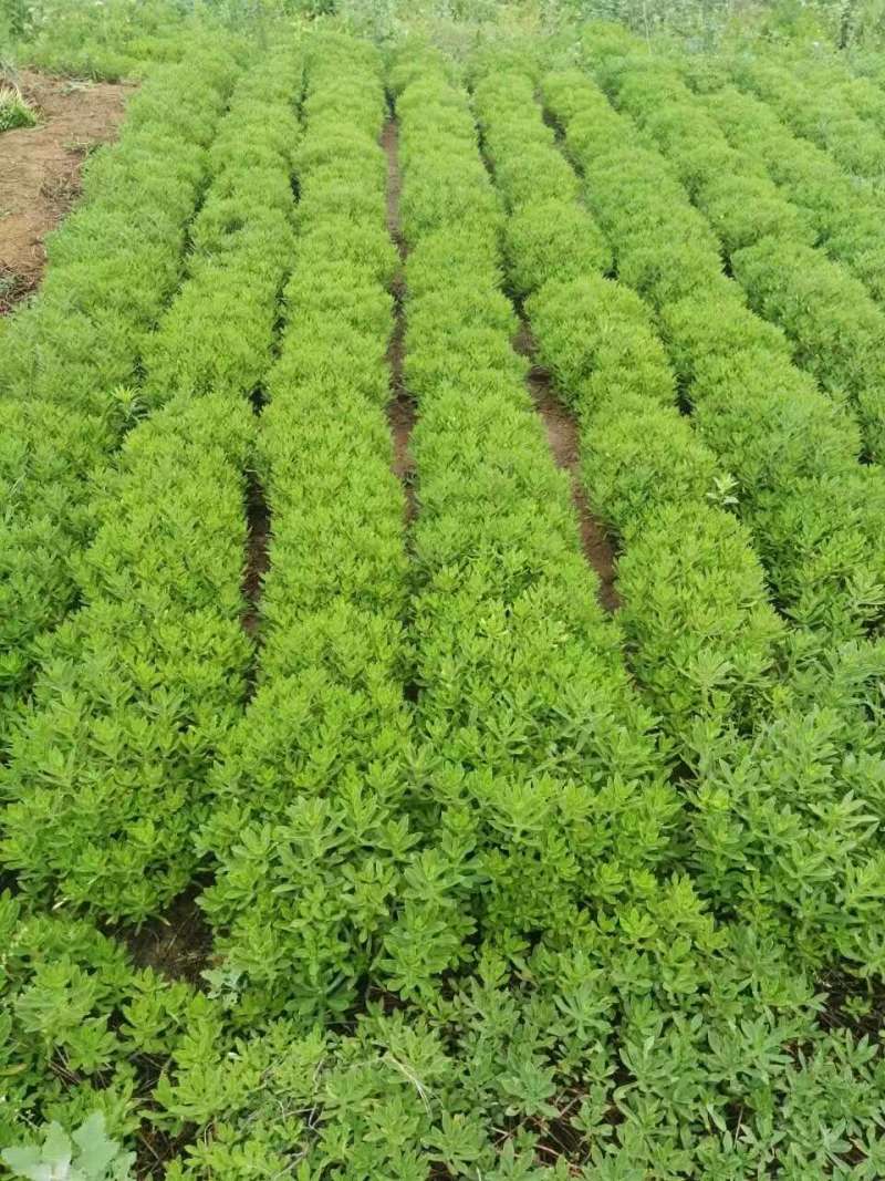 陕西景天三七根茎，种苗，杆页