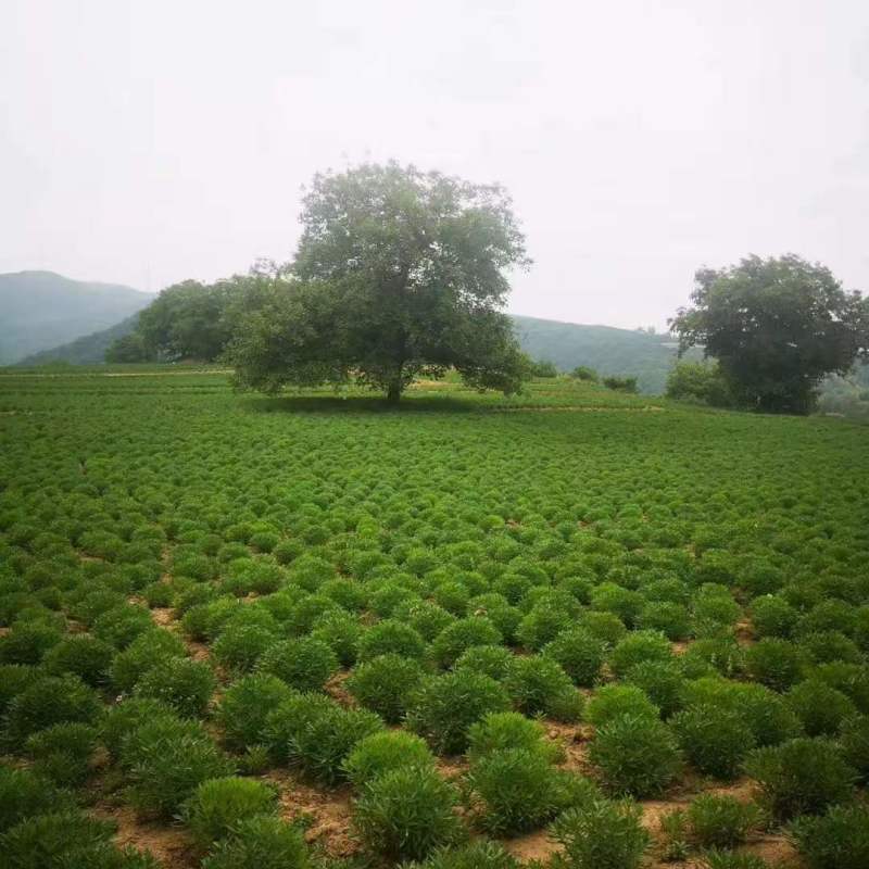 陕西景天三七根茎，种苗，杆页
