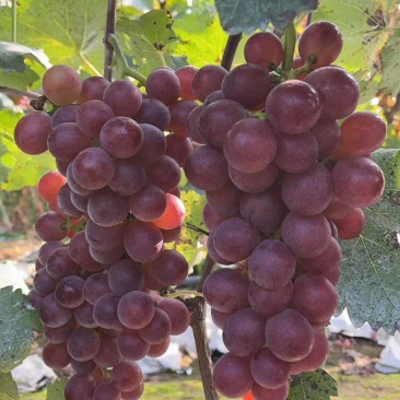 唐山玉田飓风葡萄🍇