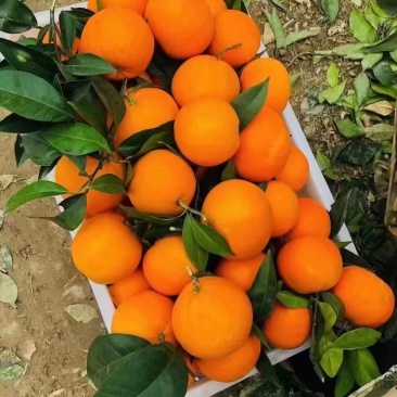 奉节脐橙