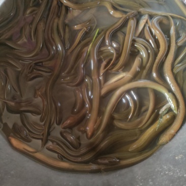 土黄鳝