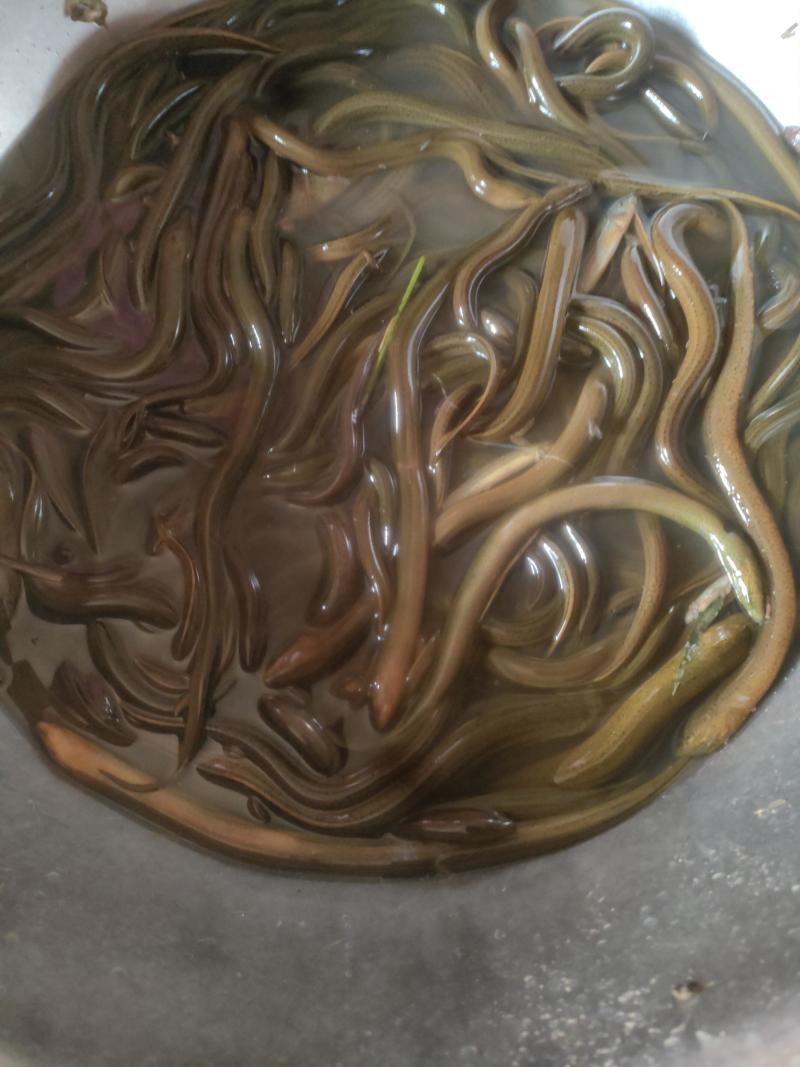 土黄鳝