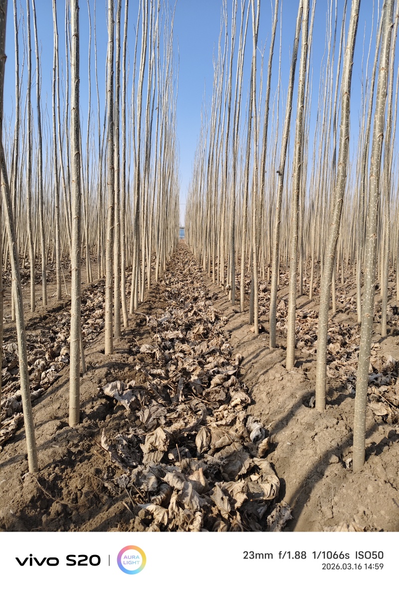 一年生107速生杨苗