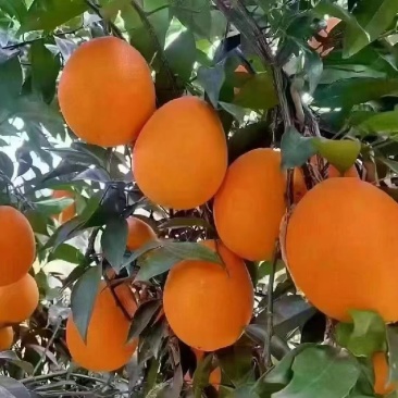 奉节挤橙