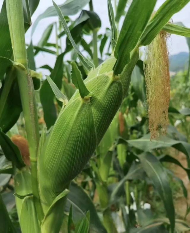 大量玉米出售，货靓，大概7万斤左右