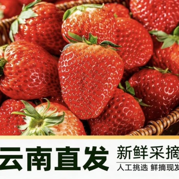 蒙特瑞草莓通货即将大量上市！需要的可以提前预约了！