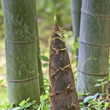 鲜美的野生春笋斑笋没剥好皮的价格7.99