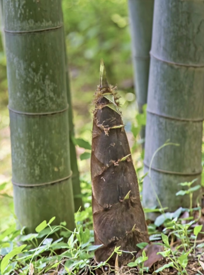 鲜美的野生春笋斑笋没剥好皮的价格7.99