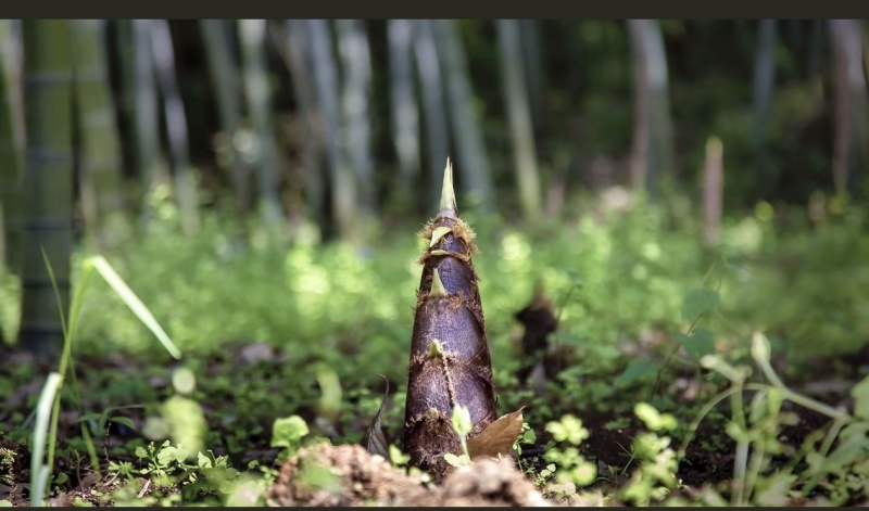 鲜美的野生春笋斑笋没剥好皮的价格7.99