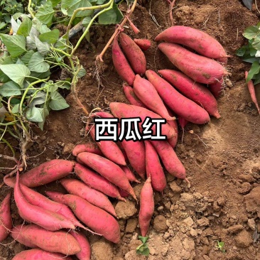 西瓜红0.6