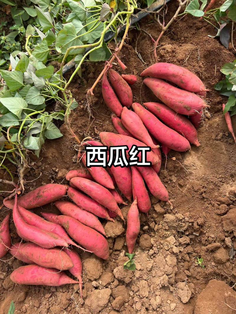 西瓜红0.6