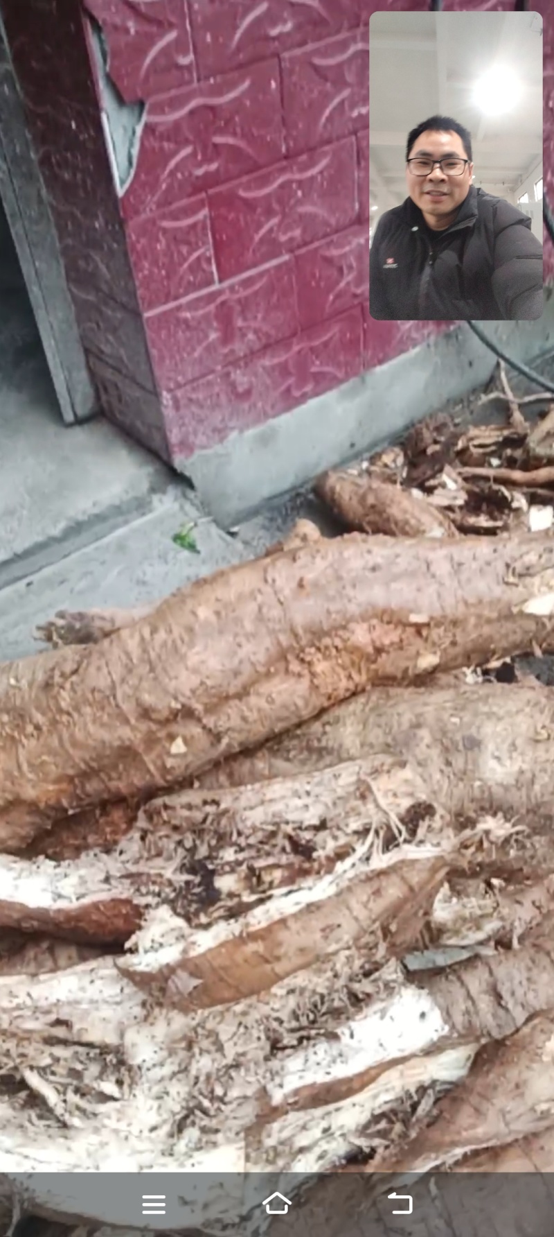 野生葛根粉