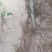 野生葛根粉