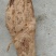 野生葛根粉