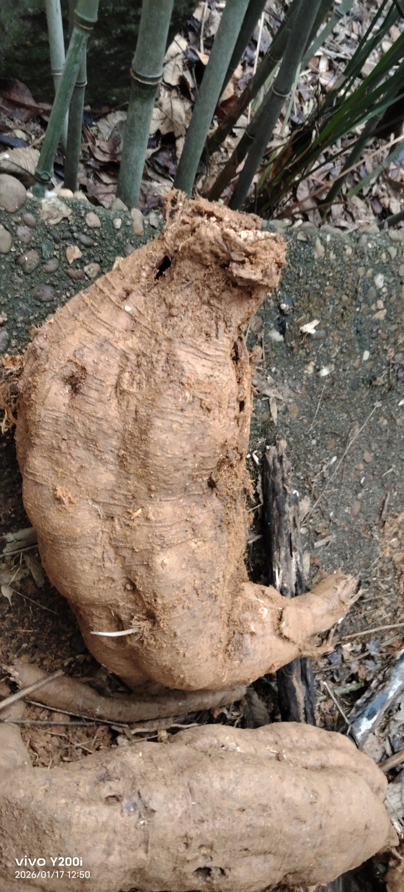 野生葛根粉
