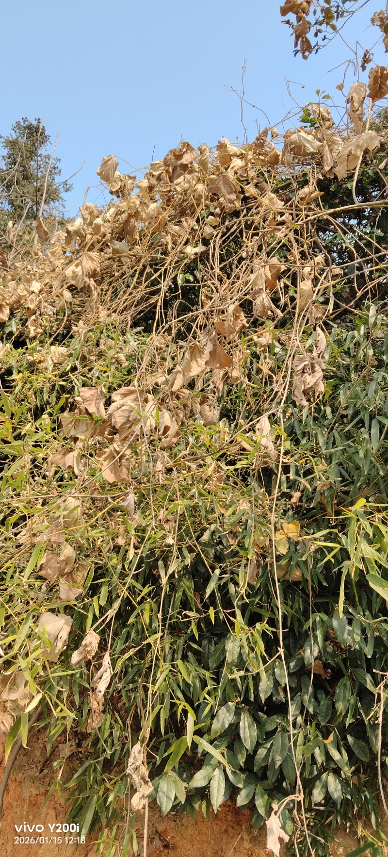 野生葛根粉