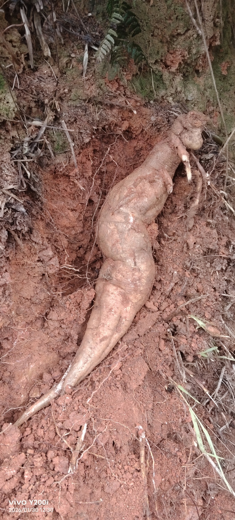 野生葛根粉