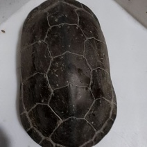 乌龟
