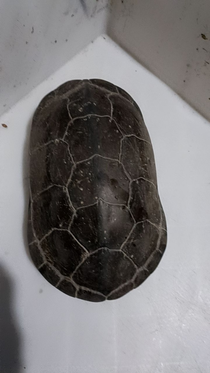 乌龟