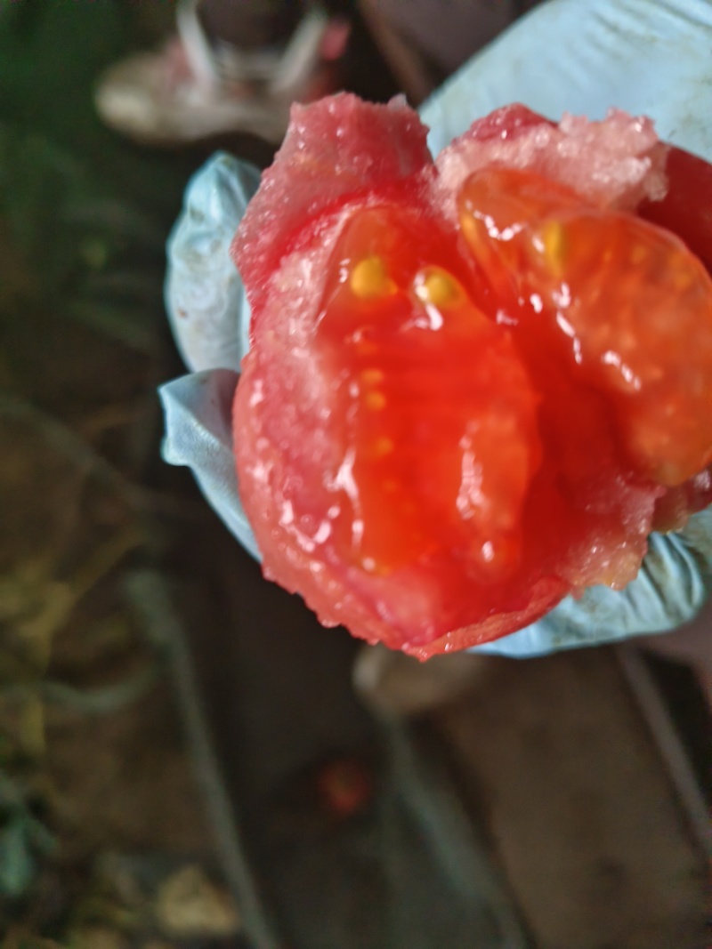 山东淄博口感西红柿（皮薄，沙瓤，小时候的味道）