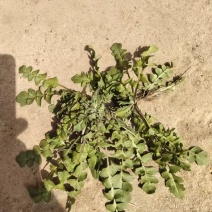 茵陈地菜
