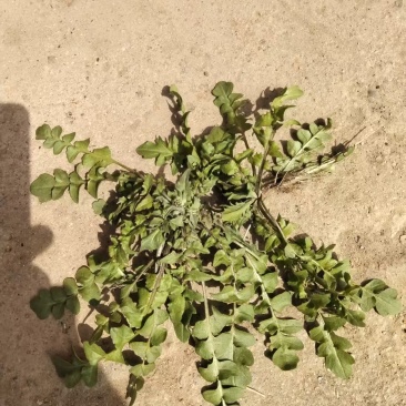 茵陈地菜