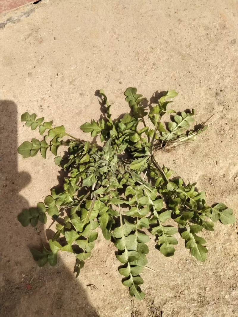 茵陈地菜