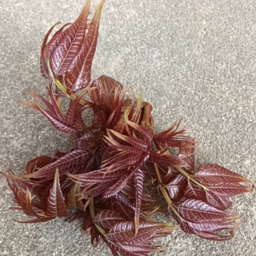 大树野生香椿芽