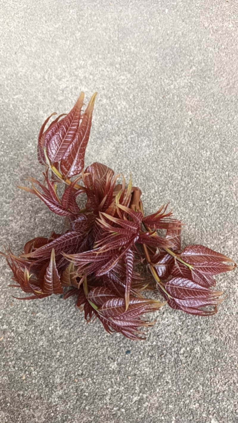大树野生香椿芽