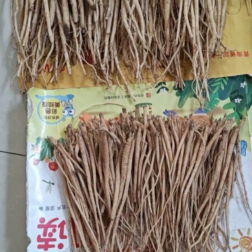 党参苗