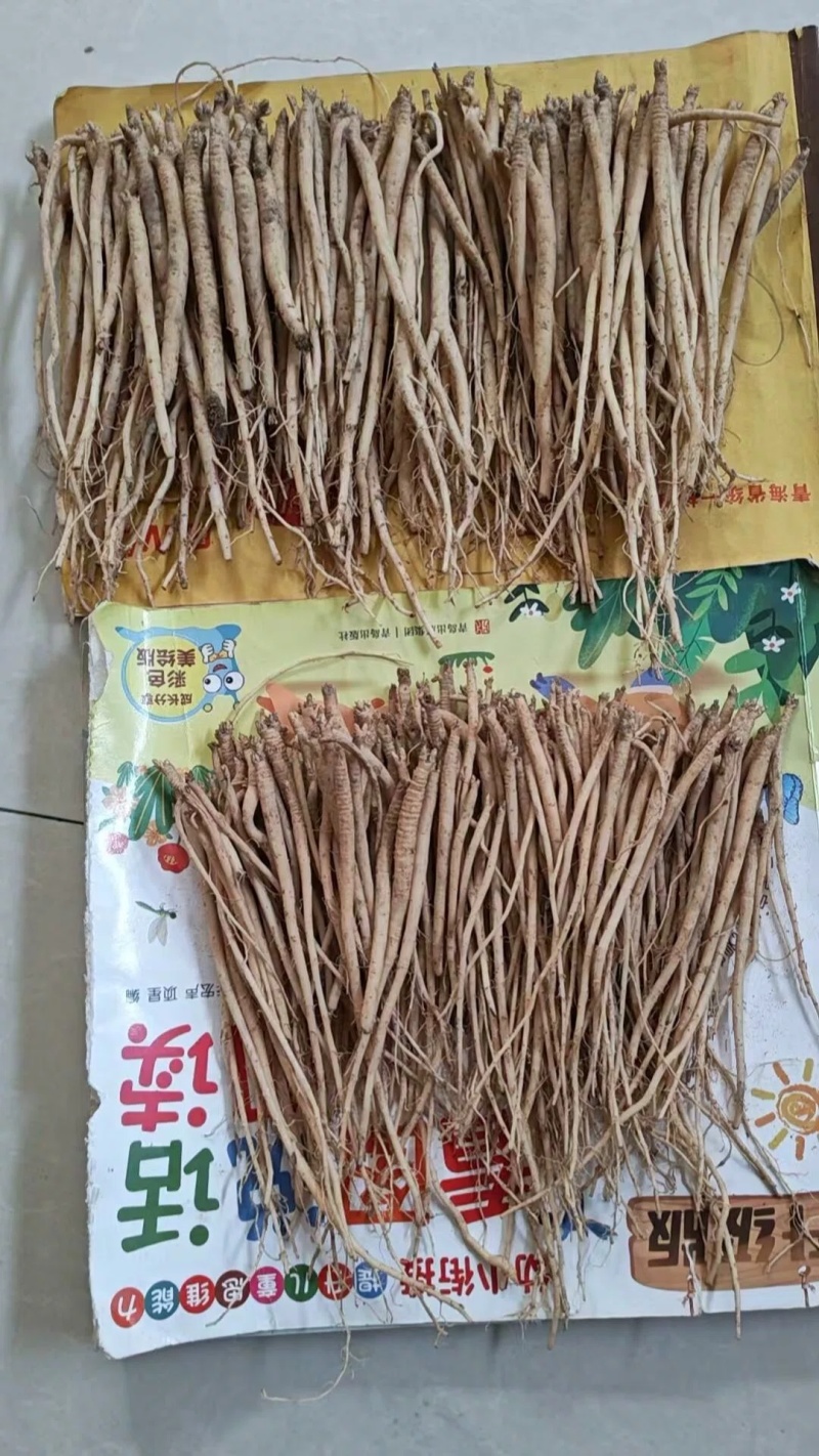 党参苗