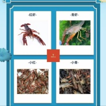 千山红龙虾