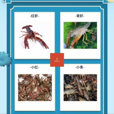 千山红龙虾