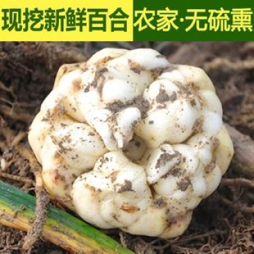 鲜百合