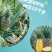 爆甜正宗海南凤梨新鲜水果应季芒果凤梨手撕香水凤梨大果无眼特大
